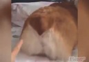 Cute Corgi Butts