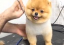 Cute Dog