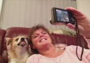 Cute Dog Is A Master At Selfies