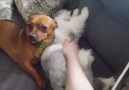 Cute Dog Is Jealous Of Cat's Belly Rubs