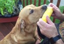 Cute Dog Loves Corn On The Cob
