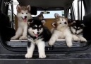 cute dogs reacting to music