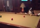 Cute Dog Wants To Play Pool