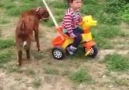 Cute Goat Pushing a Cilds Toy Car