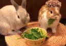 Cute Hungry Rabbits