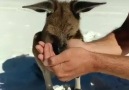 Cute Kangaroo drinks water