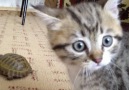 Cute kitten plays with a turtle!