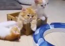 cute kittens