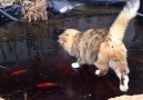 Cute kitten tries to catch fish under ice