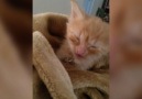 Cute Kitten Understands Your Morning Struggles