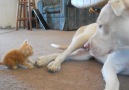 cute kitten with pitbull