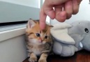 Cute Mini Tigeer!