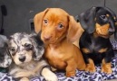 Cuteness overload!! Confused puppies tilt their heads Credit JukinVideo