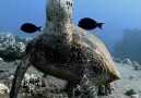 CUTE OCEAN TURTLE. - Harikant Dhinoja