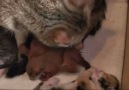 Cute overload. A cat has adopted two baby squirrels.