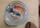 Cute Painting of Fishes in a Bowl