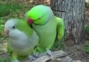 cute parrot kissing
