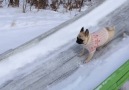 Cute pets in ugly sweaters Yes.