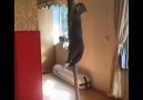 Cute Pets - Mission Impossible Cat Facebook