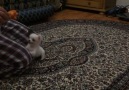 Cute Puppy In Training