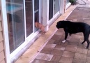 Cute Puppy Learns To Use The Doggy Door