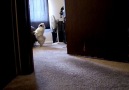 Cute Puppy Plays Hide And Seek