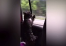 Cute Puppy Wants To Chase Cars