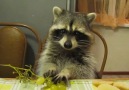 Cute Raccoon with Perfect Table Manners