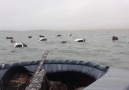 CUTE SEAL HUGS DUCK HUNTER