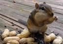 Cute Squirrel