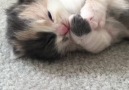 Cutest calico kitten you'll see today!