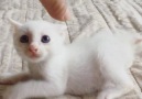 Cutest kitten attack ever!
