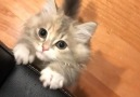 Cutest meow ever! Join our group Happy Cats