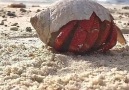 CUTE STRAWBERRY HERMIT CRAB. - Harikant Dhinoja