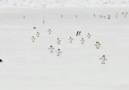 Cutest thing you&watch today. The penguin marathon!