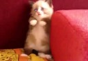 Cutest Video Ever...Scared kitty..