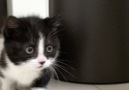 Cutest video youll watch today! Join our group Happy Cats