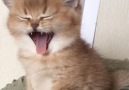 Cutest yawn ever!