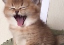 Cutest yawn ever! Credit instagram.comcattopaz