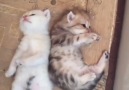 Cute tiny kittens <3