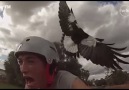 Cyclist v animal: when nature attacks