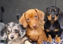 Dachshund Puppies, Head Tilt