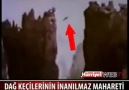 Dağ Keçilerinin İnanılmaz Mahareti