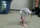 Daha önce hiç flamingo yavrusu görmüş müydün