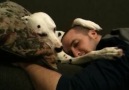 Dalmatian Cuddle Sesh