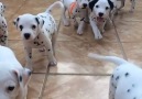 Dalmatian overload