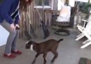 Dancing baby goat!