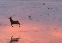 Dancing Deer