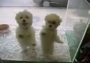 Dancing Dogs