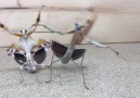 dancing mantis ) D